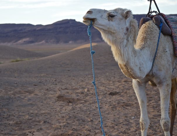 Ruta desde Fez Marrakech 5 dias