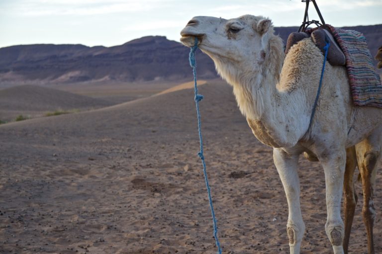 Ruta desde Fez Marrakech 5 dias