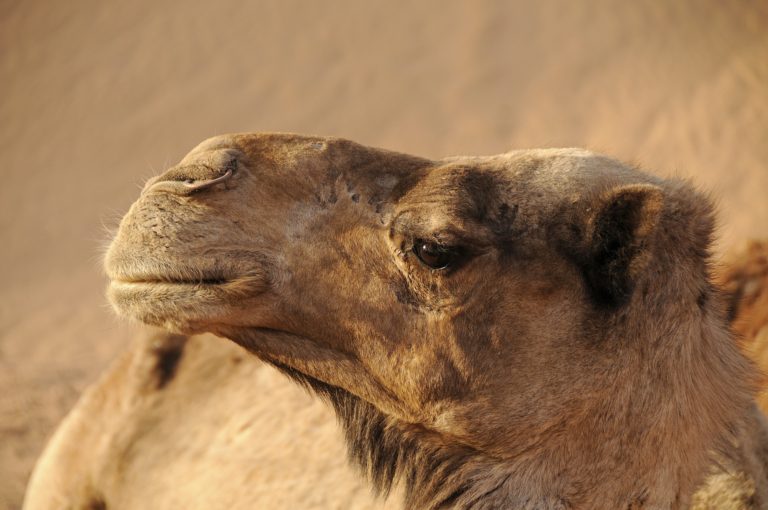 Ruta desde Marrakech 4 dias