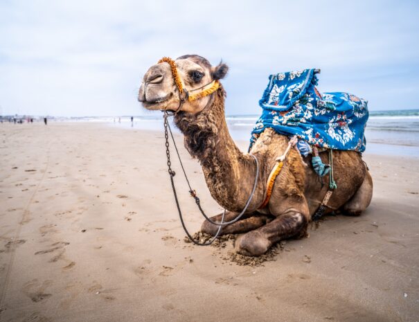 Tour de 7 Dias Agadir al desierto